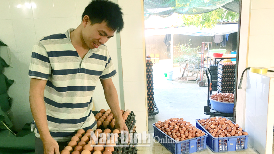 Anh Trần Bùi Nam, xóm 11, xã Mỹ Trung áp dụng kiến thức được tập huấn trong nuôi gà siêu trứng đạt hiệu quả cao, mỗi ngày thu 6.000 quả trứng, cho thu nhập hơn 400 triệu đồng/năm.