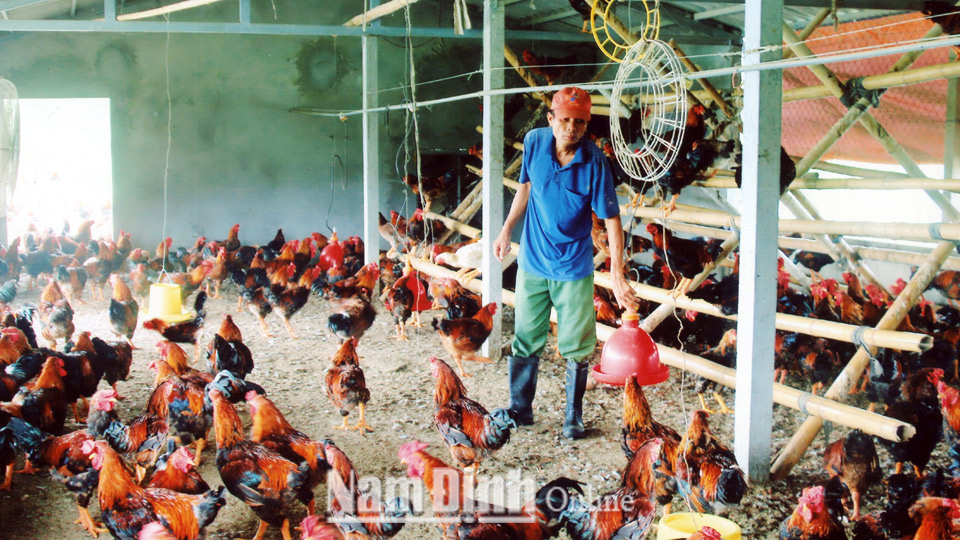 Cơ sở chăn nuôi gia cầm của gia đình ông Trần Văn Duật, xã Mỹ Tiến mỗi năm cho thu hoạch trên 10 tấn gà thịt.  Ảnh: Do cơ sở cung cấp