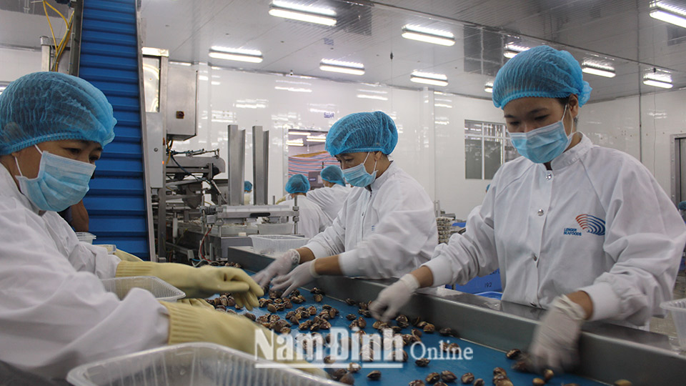 Chế biến ngao xuất khẩu ở Công ty Trách nhiệm hữu hạn Thủy sản Lenger Việt Nam.