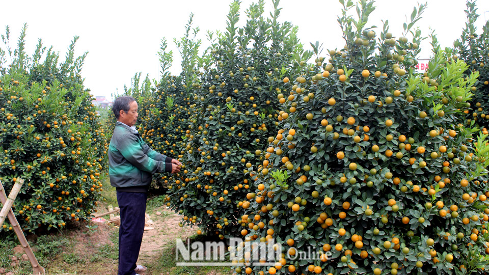 Nông dân xã Nam Phong (thành phố Nam Định) chăm sóc quất cảnh.