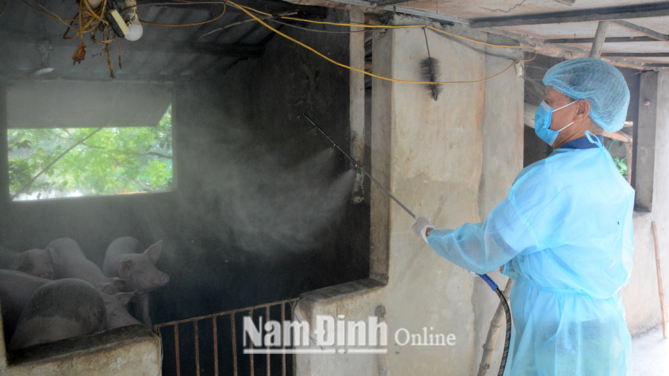 Lực lượng chức năng huyện Hải Hậu tổ chức phun tiêu độc, khử trùng trang trại nuôi lợn trên địa bàn xã Hải Quang.