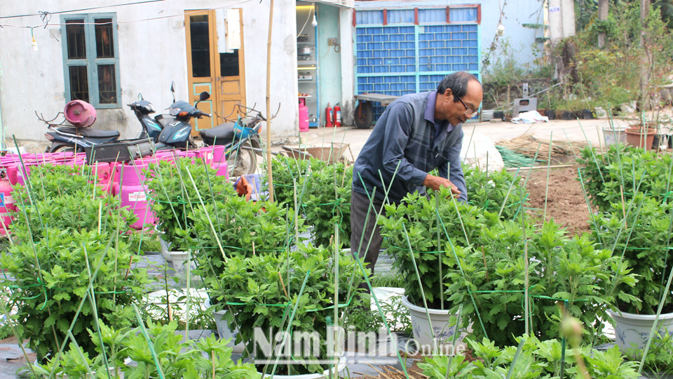 Người dân xã Tân Thành (Vụ Bản) áp dụng khoa học kỹ thuật thu nhận được từ các lớp học của Trung tâm học tập cộng đồng xã để trồng và chăm sóc hoa cúc chậu phục vụ thị trường Tết Nguyên đán 2020.