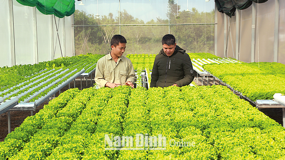 Đoàn viên, thanh niên xã Hải Cường (Hải Hậu) tham quan mô hình trồng rau sạch của anh Lê Tiến Đạt.