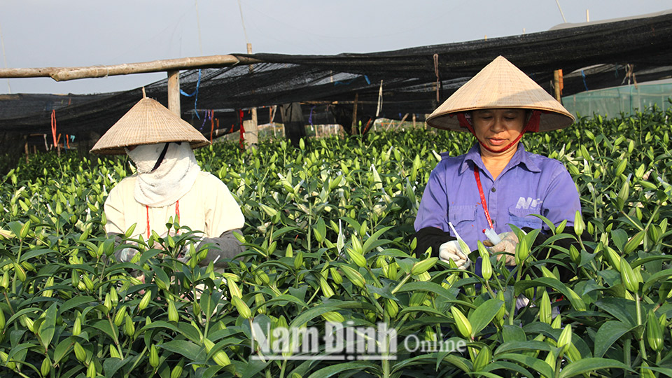 Nông dân xã Nam Phong chăm sóc hoa ly.