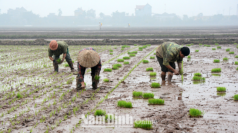 Nông dân xã Hải Quang (Hải Hậu) cấy lúa xuân.