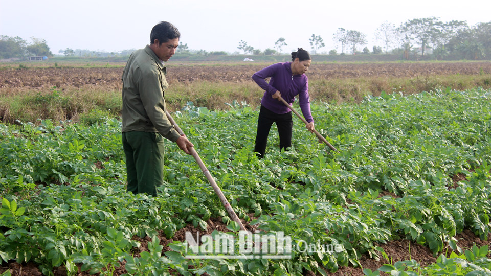 Nông dân xã Trực Chính (Trực Ninh) áp dụng công nghệ mới vào trồng khoai tây.