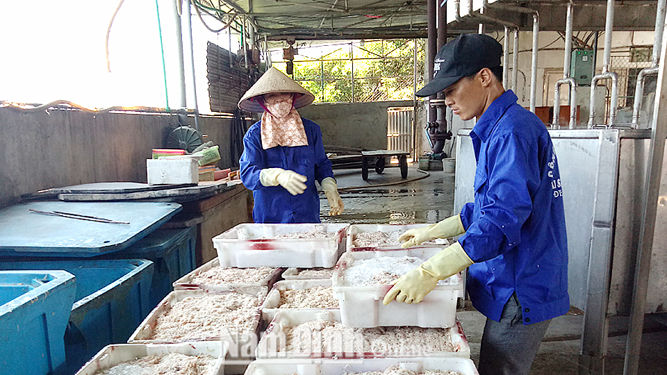 Chuẩn bị nguyên liệu để chế biến hải sản khô tại Công ty TNHH một thành viên Hải sản Hùng Vương (Giao Thủy).