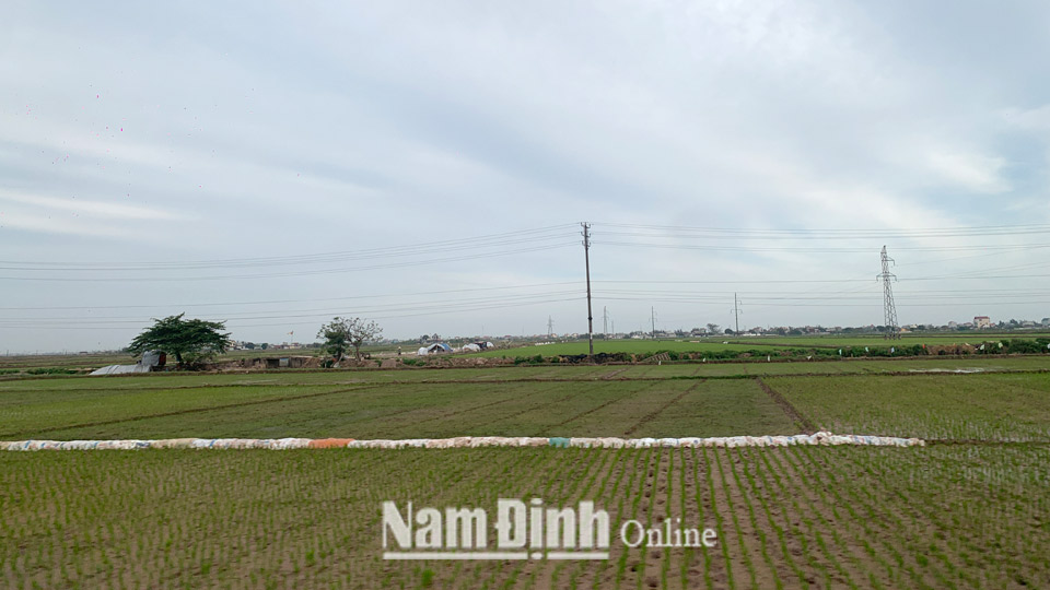 Xã Xuân Ninh (Xuân Trường) quy hoạch sản xuất theo vùng, tạo thế chủ động trong thu hút doanh nghiệp đầu tư phát triển nông nghiệp.