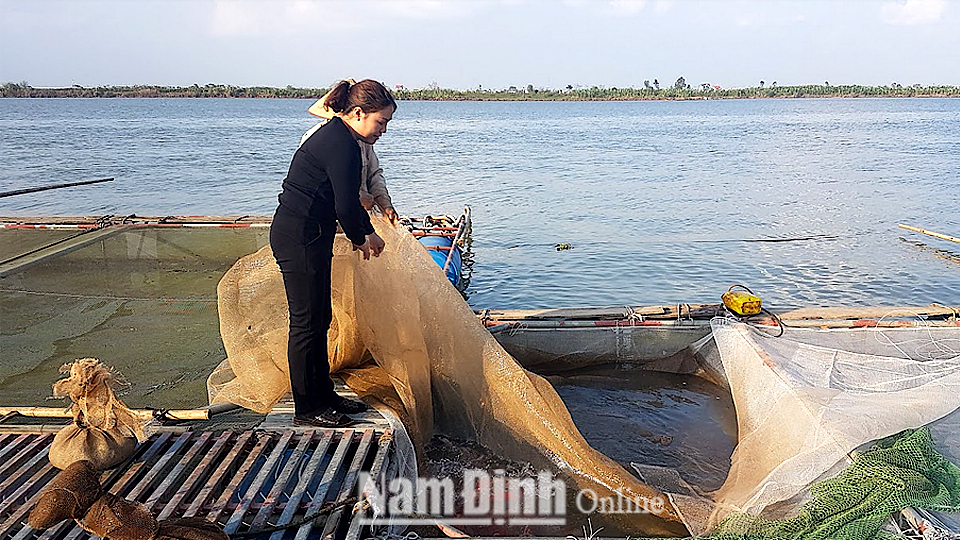 Chị Triệu Thị Trang, xóm Cộng Hòa, xã Mỹ Tân (Mỹ Lộc) thu hoạch sản phẩm cá Koi.