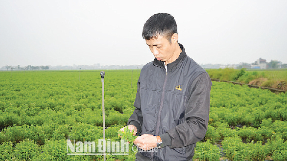 Kiểm tra tốc độ sinh trưởng của cây cỏ ngọt tại đồng ruộng tổ dân phố Đông Côi Sơn, thị trấn Gôi (Vụ Bản).