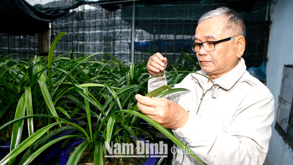 Ông Trần Ích Phượng (77 tuổi), phường Trần Tế Xương (thành phố Nam Định) với mô hình trồng địa lan cho giá trị kinh tế cao.