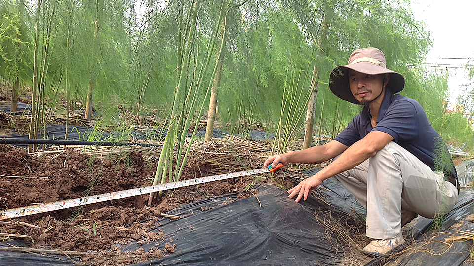 Kỹ sư Trần Hữu Chung, Chủ tịch Hội đồng quản trị kiêm giám đốc HTX Nông nghiệp Trường Xuân, xã Giao Lạc (Giao Thủy) trên cánh đồng măng tây chuẩn bị cho thu hoạch.