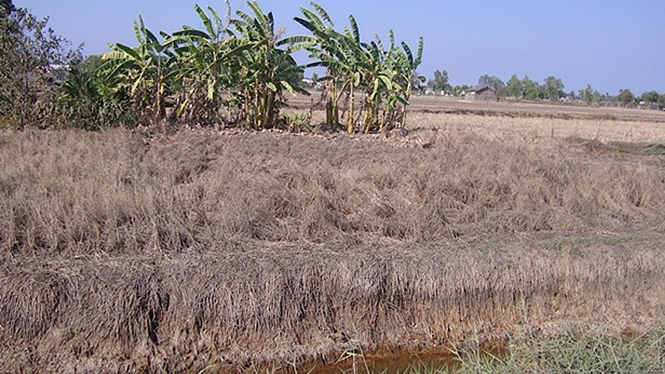 Khô hạn, mặn xâm nhập kéo dài đã khiến nhiều diện tích lúa ở Long An bị chết. (Ảnh: K.V) 
