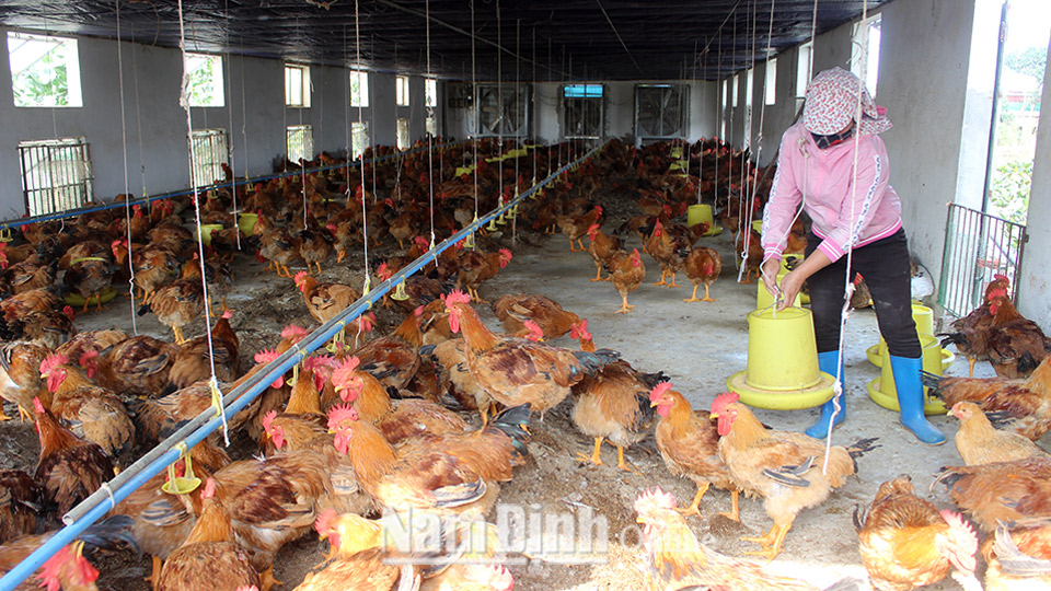Nông dân xã Hải Hưng phát triển mô hình nuôi gà sạch cho thu nhập cao.