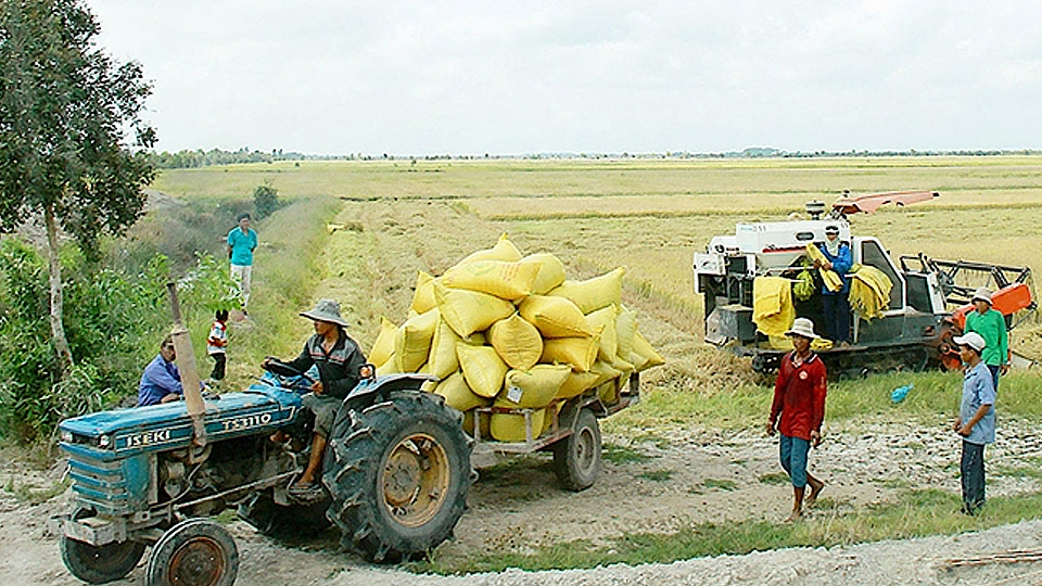 Nông dân huyện Hòn Đất, tỉnh Kiên Giang thu hoạch lúa.