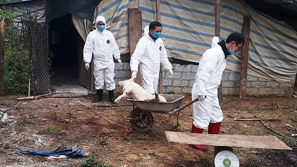Cán bộ Thú y tiêu hủy lợn nhiễm dịch TLCP ở thôn Bản Súng, xã Vân Tùng, huyện Ngân Sơn.