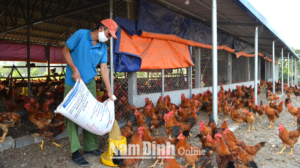 Gia đình ông Trần Tiến Duật, xóm La Đồng, xã Mỹ Tiến hiện gặp khó khăn trong chăn nuôi gà do ảnh hưởng của dịch COVID-19.