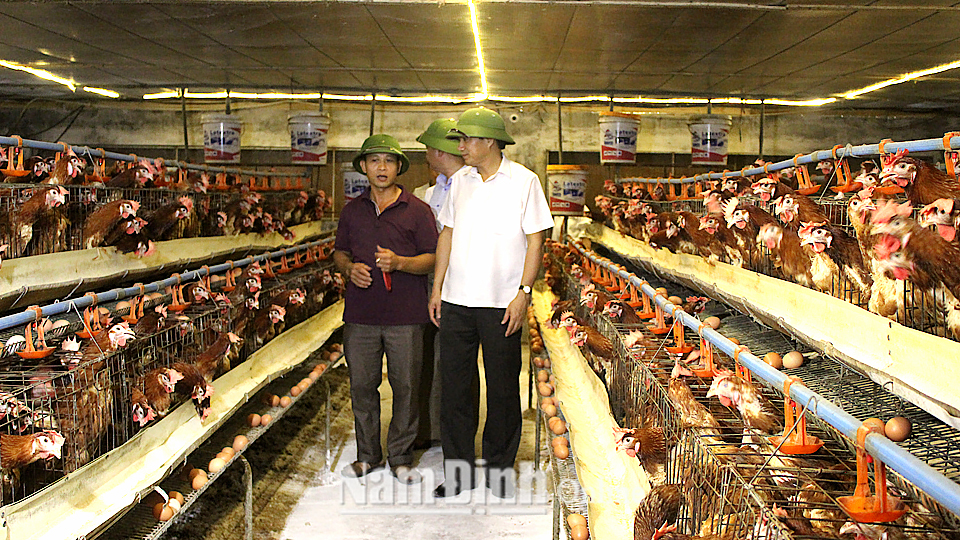 Gia đình hội viên Nguyễn Văn Công, xã Hải Xuân (Hải Hậu) với mô hình nuôi gà siêu trứng cho thu nhập cao.