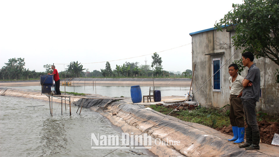 Trang trại nuôi cá của gia đình anh Nguyễn Quốc Oai xóm Phú Ân, xã Xuân Tân cho thu nhập 300-400 triệu đồng/năm.