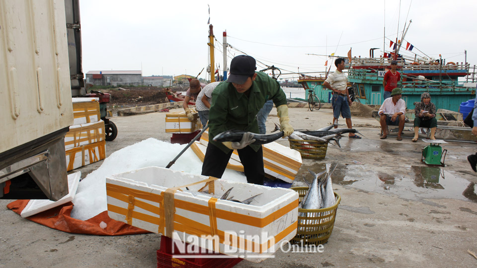 Tàu đánh bắt xa bờ của ngư dân thị trấn Thịnh Long (Hải Hậu) cập cảng cá Ninh Cơ.  Bài và ảnh: Thanh Hoa