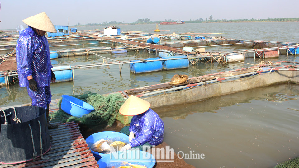 Nông dân xã Mỹ Tân (Mỹ Lộc) phát triển nuôi cá Koi cho thu nhập cao.  Bài và ảnh: Lam Hồng