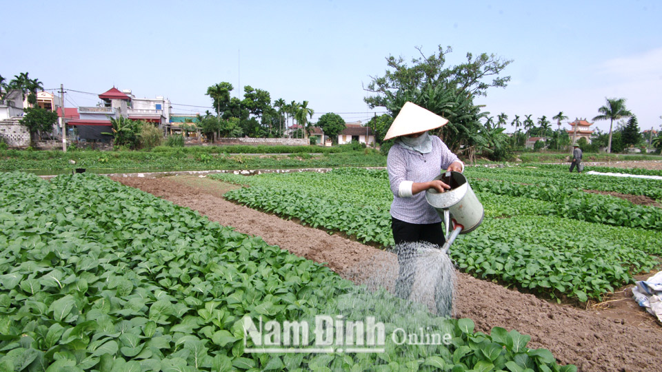 Nông dân xã Tân Thành (Vụ Bản) chăm sóc rau màu.