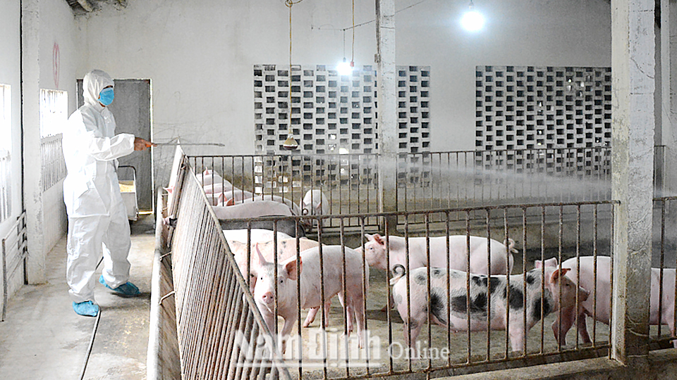 Thực hiện vệ sinh chuồng trại chăn nuôi tại hộ gia đình anh Nguyễn Văn Thục ở xóm 5, xã Trực Thái (Trực Ninh).