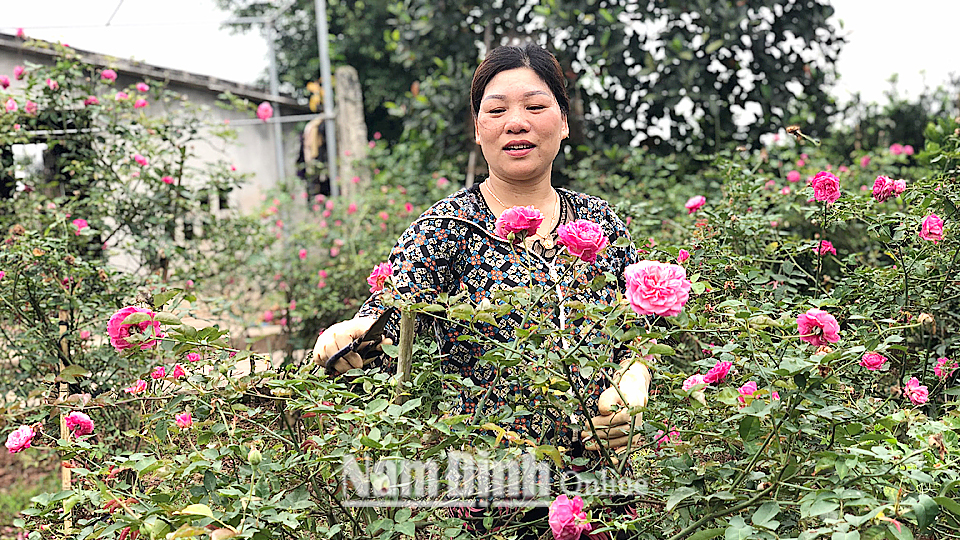 Chị Nguyễn Thị Hòa, chủ nhà vườn, xóm 3, xã Nam Mỹ chăm sóc vườn hoa hồng.
