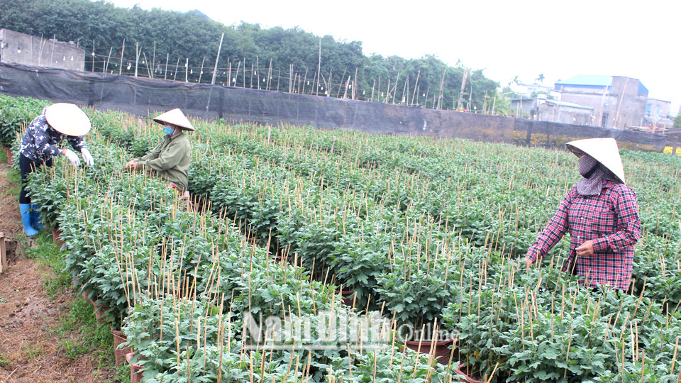 Nông dân xã Nam Phong (thành phố Nam Định) phát triển nghề trồng hoa.