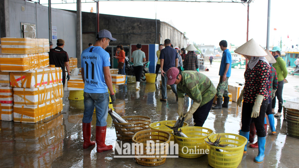 Công ty TNHH Hải sản Thành Vui (Hải Hậu) thu mua sản phẩm của ngư dân.