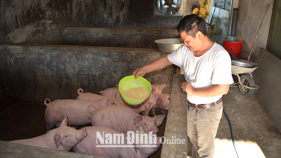 Với 100 triệu đồng vay từ Quỹ TDND Hải Phương, anh Vũ Viết Tài ở xóm 8, xã Hải Phương đã đầu tư cải tạo chuồng trại đảm bảo chăn nuôi lợn an toàn dịch bệnh.  Bài và ảnh: Đức Toàn