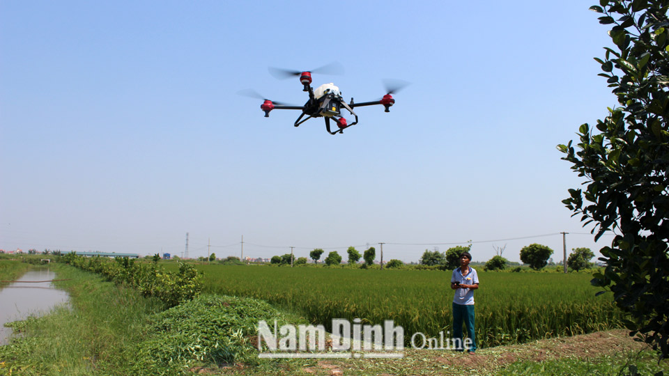 Sử dụng máy bay phun thuốc bảo vệ thực vật trên cánh đồng lớn tại xã Xuân Vinh (Xuân Trường).
