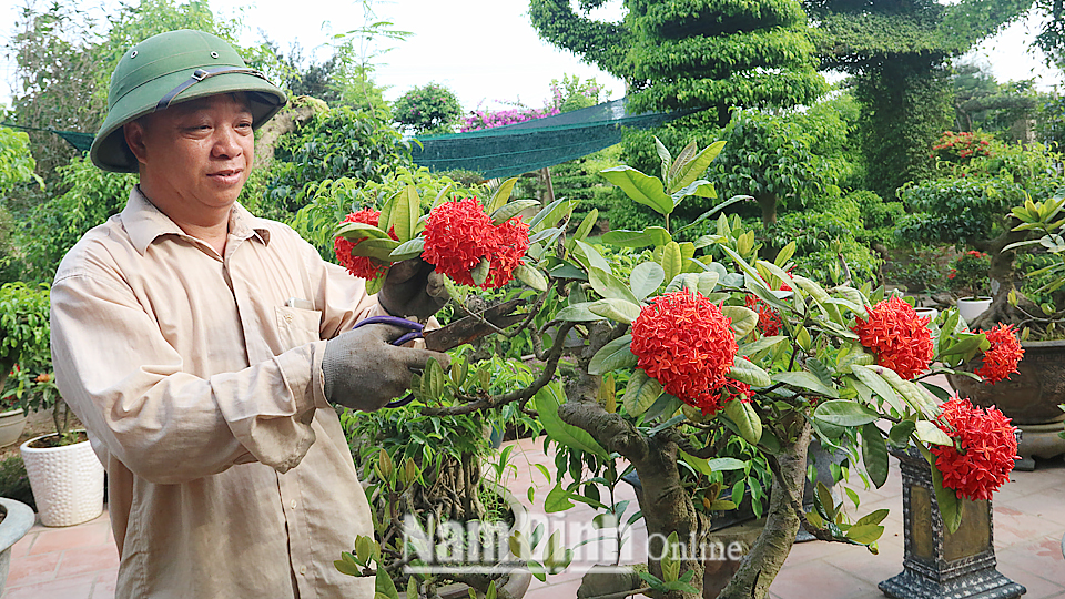 Ông Trần Văn Bẩy ở tổ dân phố Song Khê, thị trấn Cổ Lễ (Trực Ninh) cắt tỉa, tạo hình cây hoa mẫu đơn.