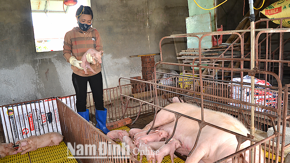 Chị Trần Thị Len ở xóm 4 kiểm tra sức khoẻ đàn lợn con sau khi tái đàn từ nguồn vốn ưu đãi của Chi nhánh Ngân hàng CSXH huyện Nghĩa Hưng.