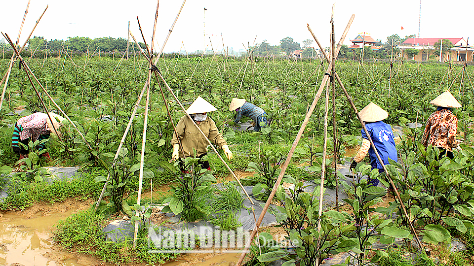 Mô hình trồng rau màu của gia đình anh Hà Xuân Thức, thôn Nguyệt Trung, xã Yên Tân (Ý Yên) cho thu nhập 300 triệu đồng/năm.