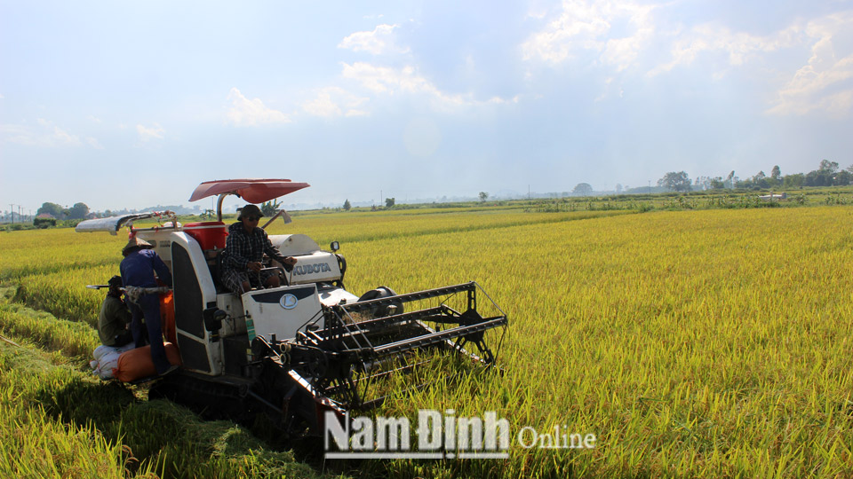 Nông dân huyện Vụ Bản thu hoạch lúa xuân.