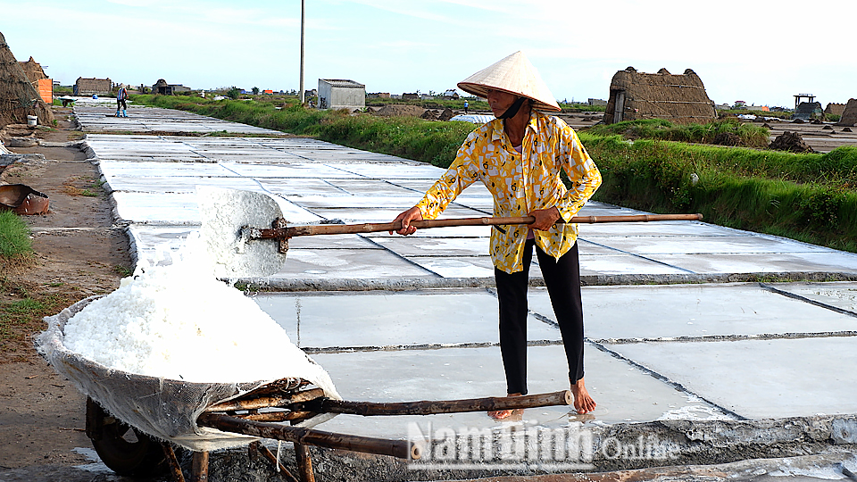 Diêm dân xã Bạch Long (Giao Thủy) thu hoạch muối.