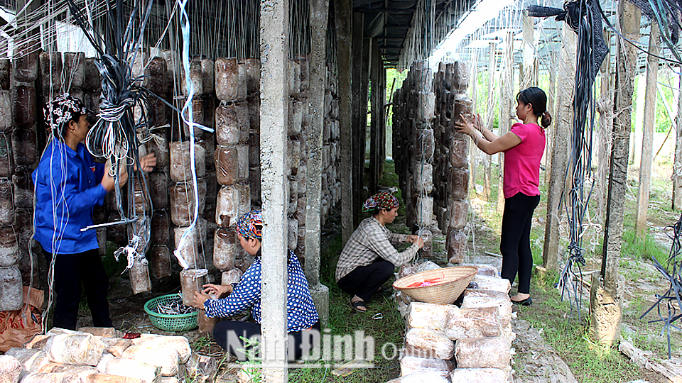 HTX nấm và tiểu thủ công nghiệp Tuấn Hiệp, xã Hồng Thuận (Giao Thủy) tạo việc làm cho hàng chục lao động nữ địa phương.