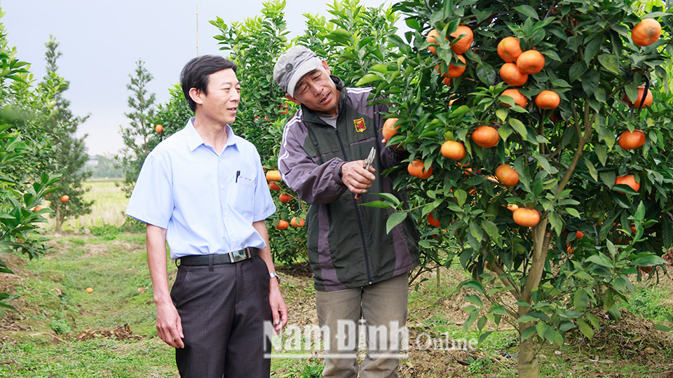 Mô hình trồng cam canh mang hiệu quả kinh tế cao ở xã Mỹ Tiến (Mỹ Lộc).