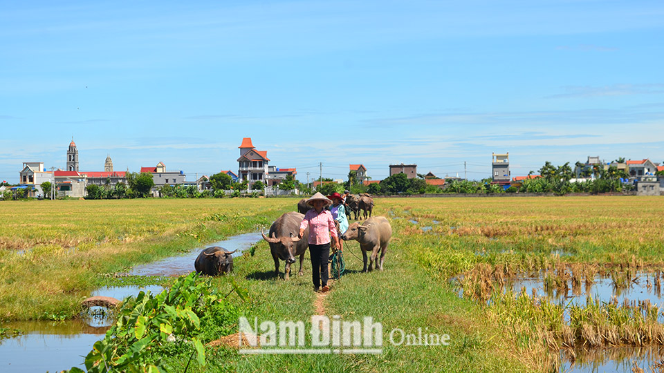 Từ nguồn vốn hỗ trợ thoát nghèo của Ngân hàng CSXH huyện Giao Thuỷ, gia đình ông Trần Văn Tiến ở xóm 6, xã Giao Lạc (Giao Thuỷ) đã đầu tư nuôi trâu sinh sản, tạo thu nhập ổn định.