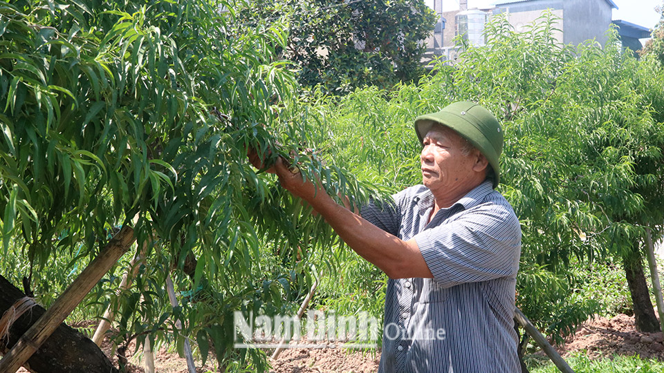 Ông Trần Anh Kiệm, ở xóm Tân Dân, xã Nam Mỹ chăm sóc vườn đào Nhật Tân ghép đào rừng cổ thụ.