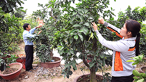 Nông dân xã Bắc Sơn, huyện An Dương (Hải Phòng) trồng cây cam canh cho thu nhập ổn định.