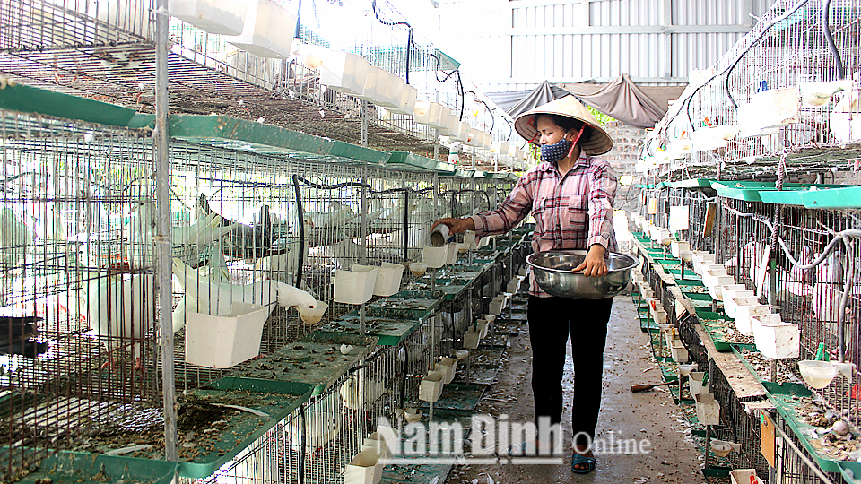 Chị Phạm Thị Vân, xóm An Cường, xã Trực Cường (Trực Ninh) phát triển kinh tế gia đình từ nuôi chim bồ câu.