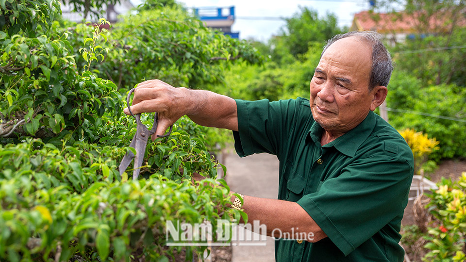 Ông Phạm Ngọc Cầu (80 tuổi), xã Bạch Long (Giao Thủy) bệnh binh mất sức 61% và nhiễm chất độc hóa học Dioxin là tấm gương tiêu biểu về phát triển kinh tế ở địa phương.