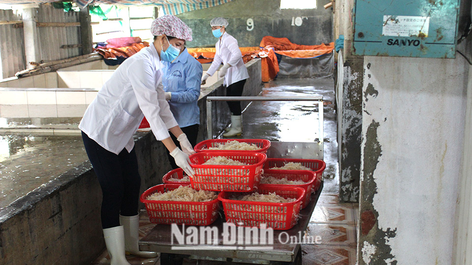 Chế biến sứa ăn liền tại Công ty TNHH Chế biến hải sản Tân Long, thị trấn Thịnh Long (Hải Hậu).