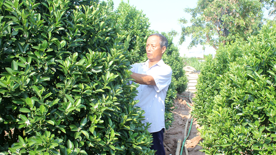 Ông Phạm Văn Nam, xóm Tiền Phong, xã Nam Phong (thành phố Nam Định) làm giàu từ trồng quất cảnh