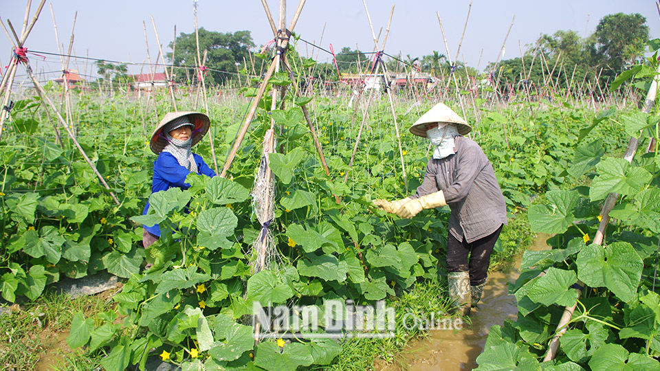 Từ việc tuyên truyền, vận động, nhiều hộ dân ở xã Yên Tân (Ý Yên) trồng dưa Nhật xuất khẩu cho hiệu quả kinh tế cao.  Bài và ảnh: Hoàng Tuấn