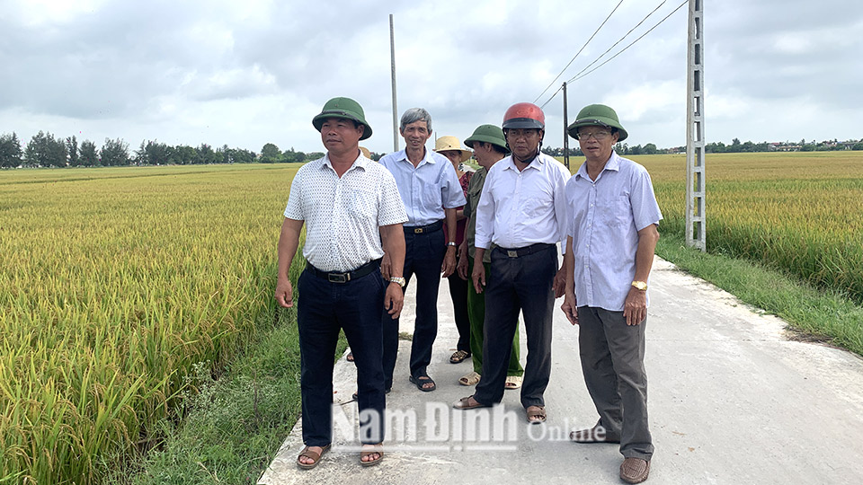 Nông dân xã Nghĩa Thịnh (Nghĩa Hưng) tham quan cánh đồng lớn trồng lúa đặc sản năng suất, chất lượng cao.