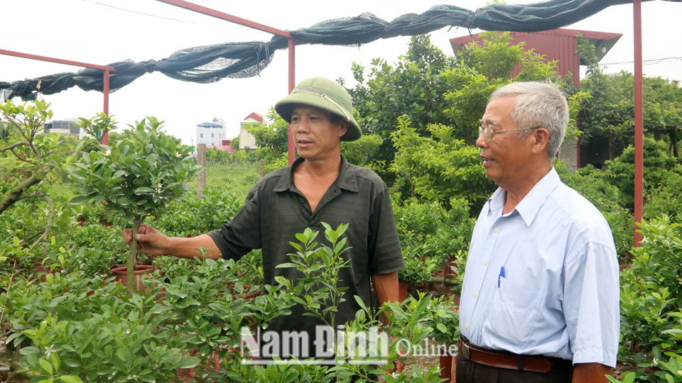 Hội viên Hội SVC xã Nam Vân (thành phố Nam Định) trao đổi kinh nghiệm trồng quất cảnh trên bình gốm.  Bài và ảnh: Hoàng Anh
