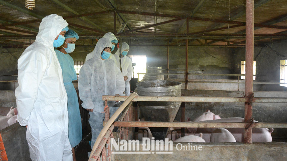 Chăn nuôi an toàn sinh học đang được các trang trại, gia trại ở xã Giao Phong (Giao Thủy) thực hiện, góp phần phát triển chăn nuôi lợn bền vững.